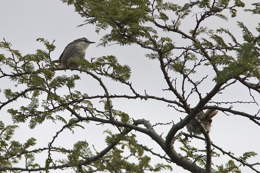 Great Spinetail - ML205094061