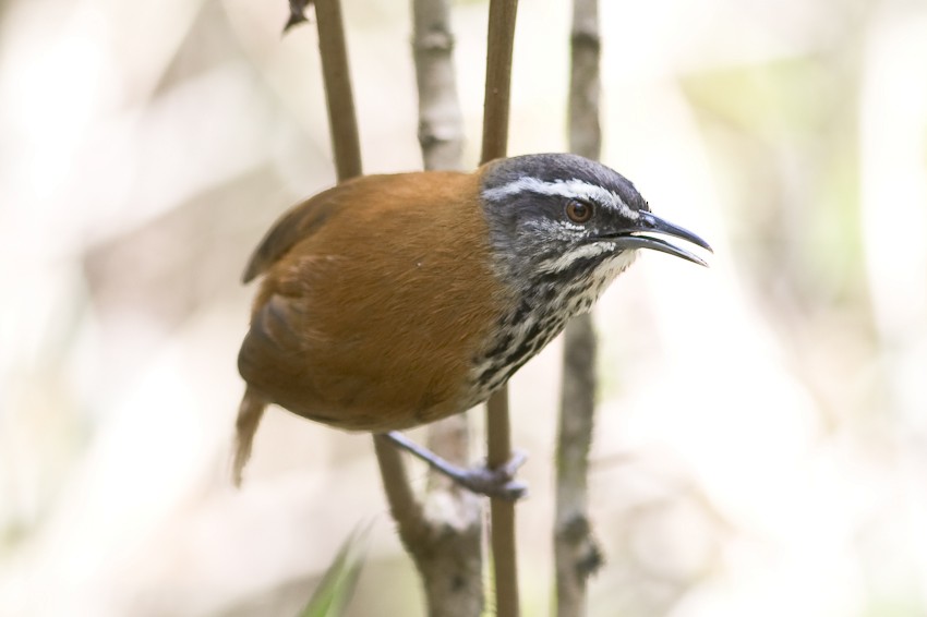 Inca Wren - ML205094111