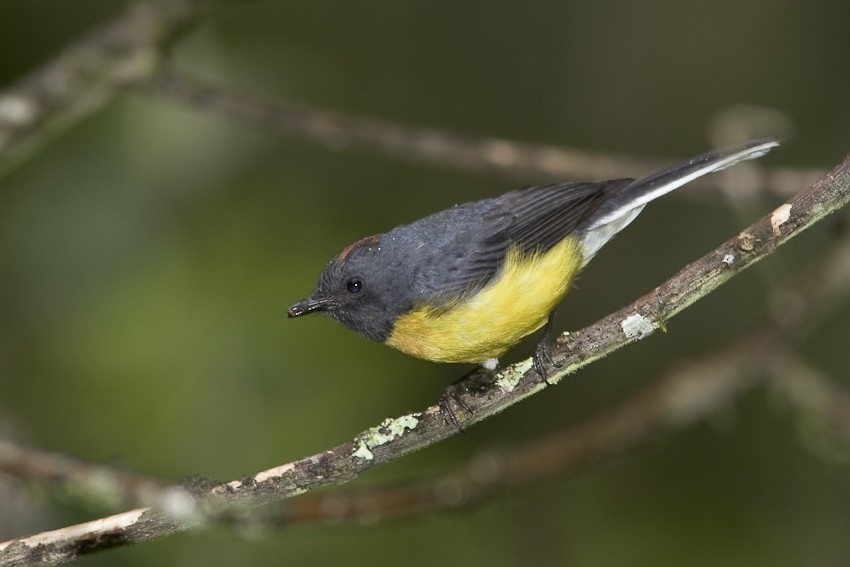 Slate-throated Redstart - ML205094161