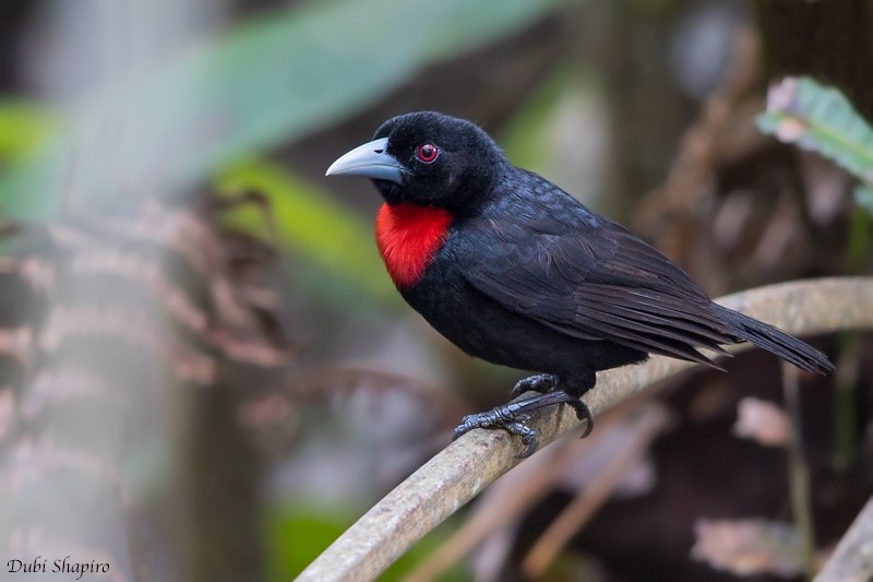 Blue-billed Malimbe - Dubi Shapiro