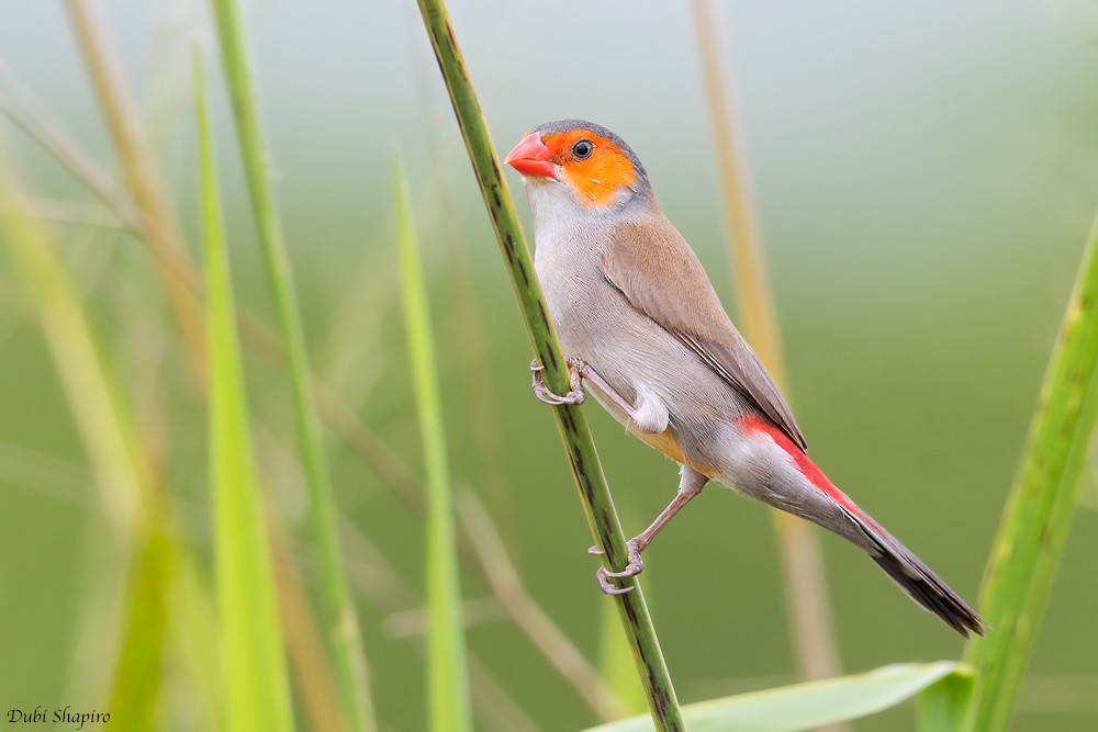 Orange-cheeked Waxbill - ML205094351