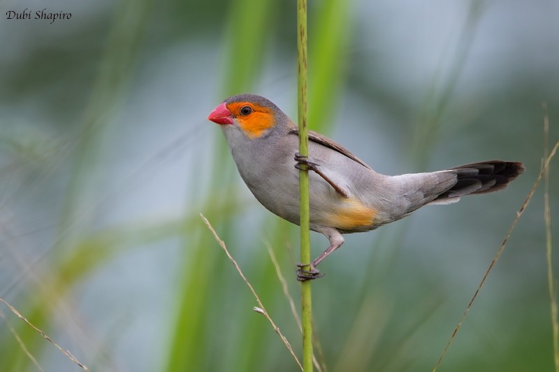 Orange-cheeked Waxbill - ML205094361