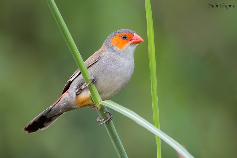 Orange-cheeked Waxbill - ML205094381