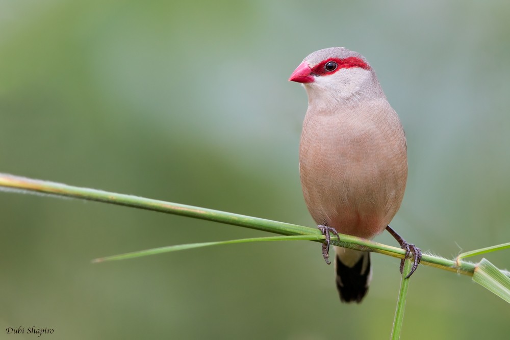 Black-rumped Waxbill - ML205094391