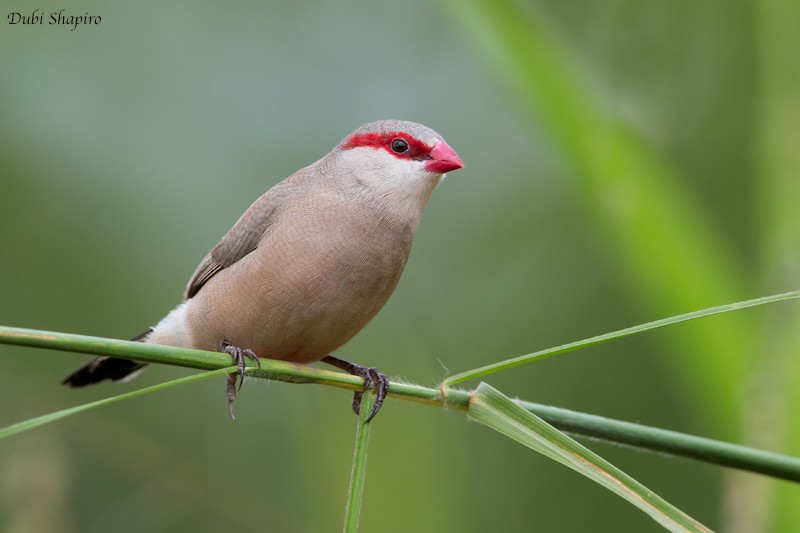 Black-rumped Waxbill - ML205094401