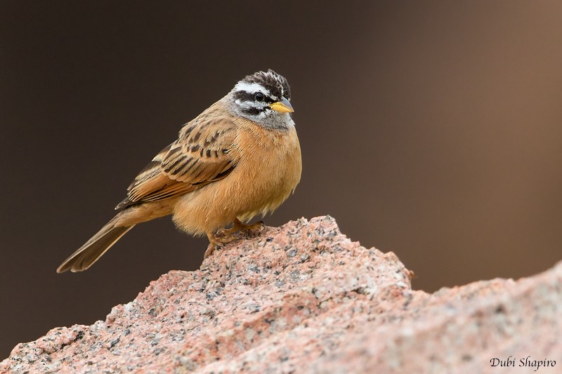 Gosling's Bunting - ML205094411