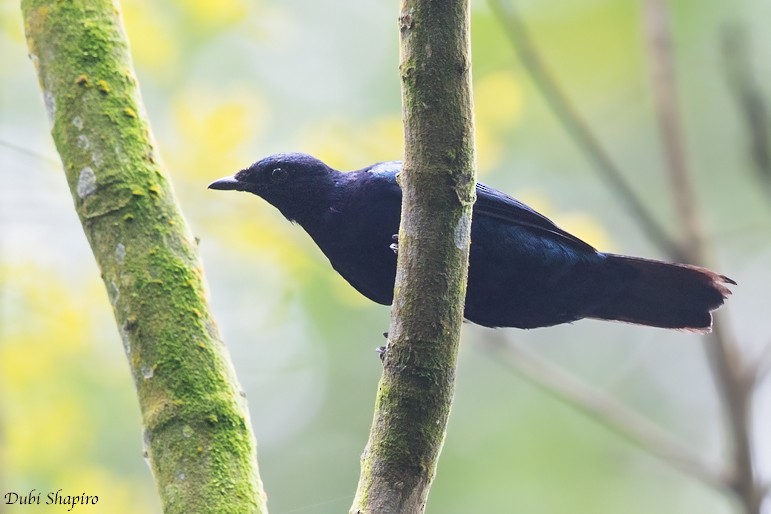 Purple-throated Cuckooshrike - ML205094501