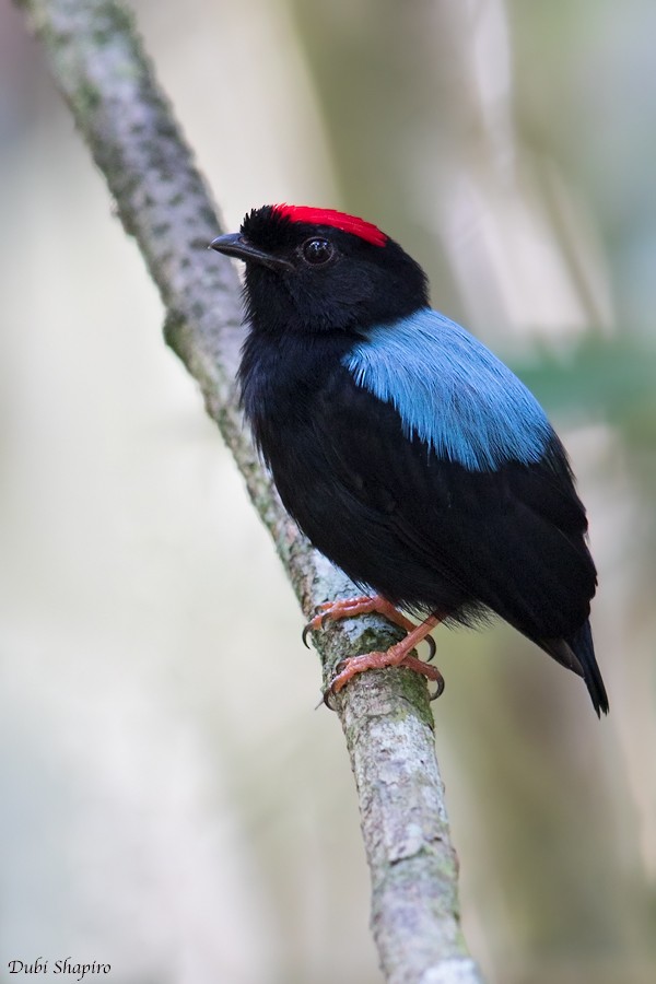 Blue-backed Manakin - ML205094531