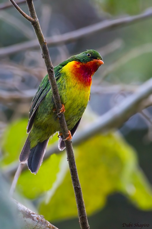 Cotinga chevalier (frontalis) - ML205094551