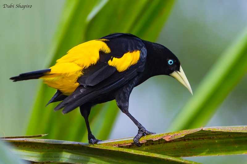 Yellow-rumped Cacique (Amazonian) - Dubi Shapiro