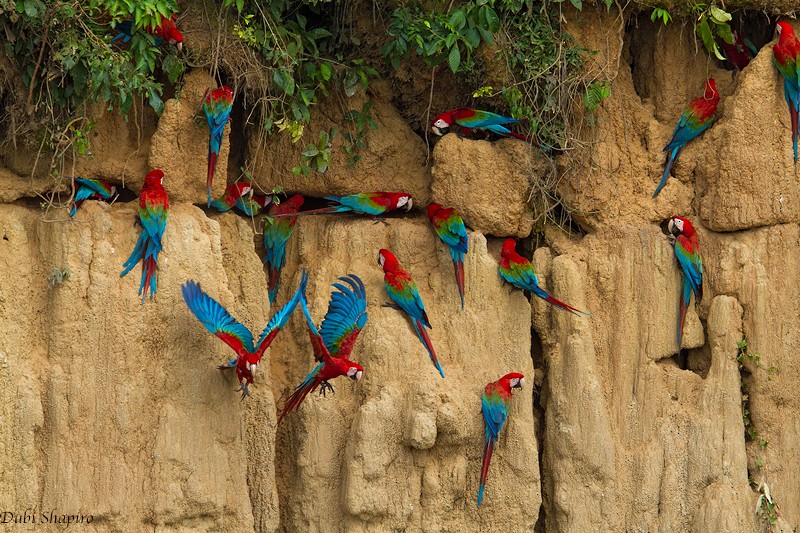 Red-and-green Macaw - ML205094651