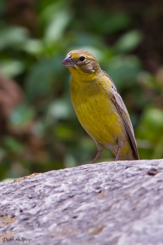 Raimondi's Yellow-Finch - ML205094681