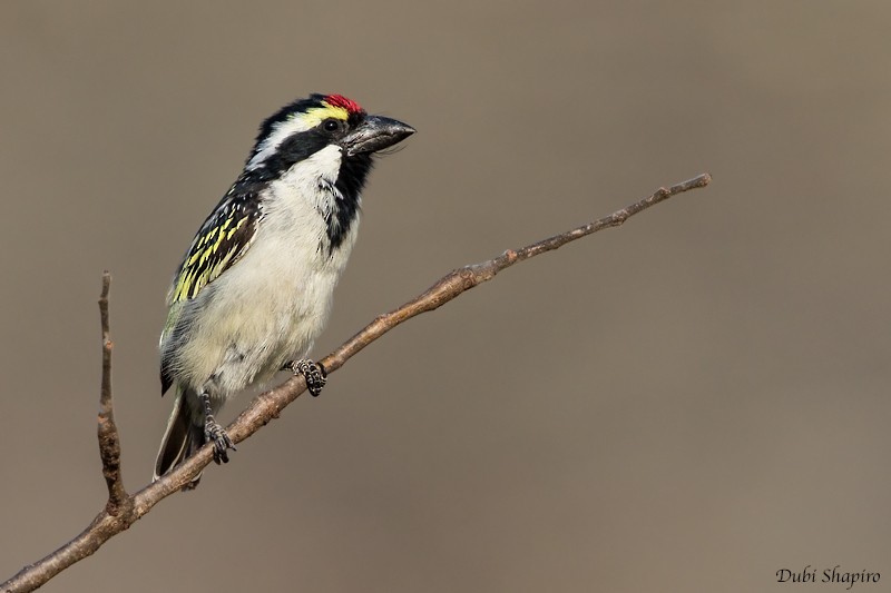 Pied Barbet - ML205094861