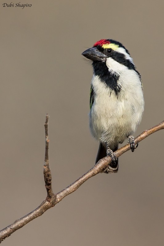 Pied Barbet - ML205094871