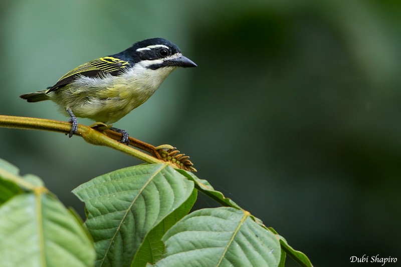 Goldbürzel-Bartvogel - ML205094911