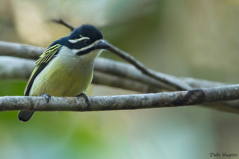 Yellow-rumped Tinkerbird - ML205094921