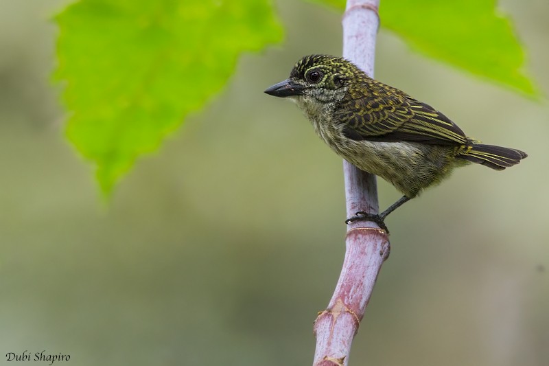 Speckled Tinkerbird - ML205094931