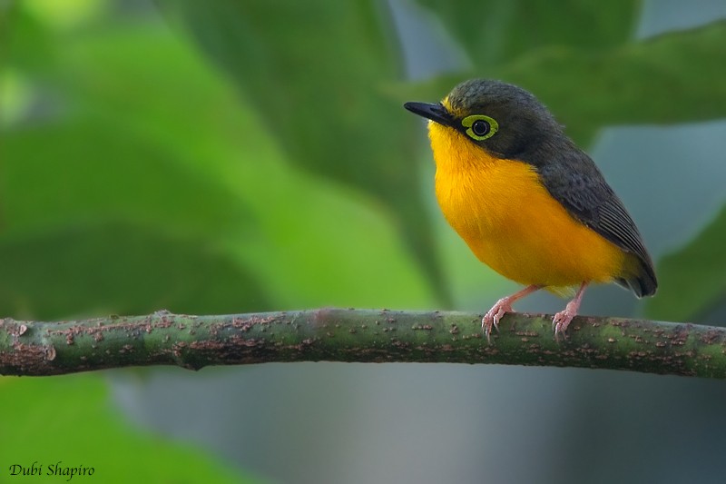 Yellow-bellied Wattle-eye (Angola) - Dubi Shapiro