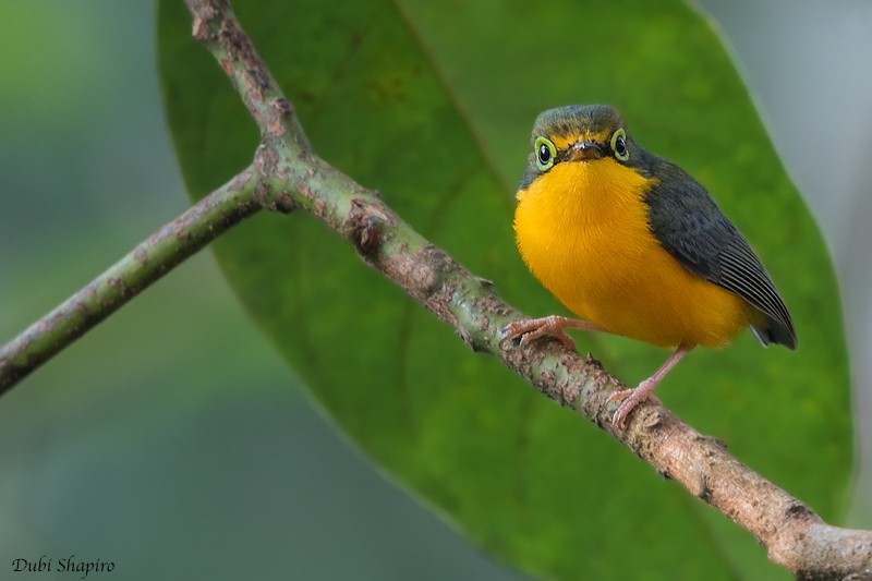 Yellow-bellied Wattle-eye (Angola) - ML205094961