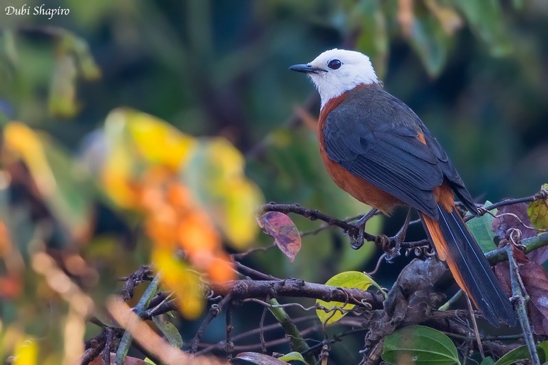 White-headed Robin-Chat - Dubi Shapiro