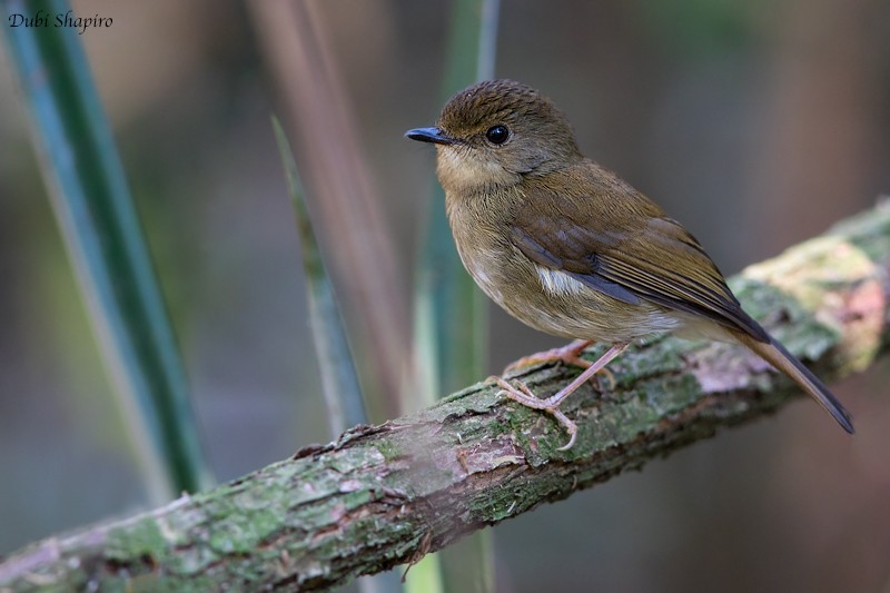 Gabela Akalat - Dubi Shapiro