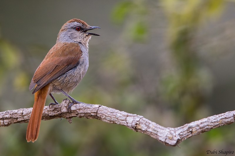 Rufous-tailed Palm-Thrush - ML205095211