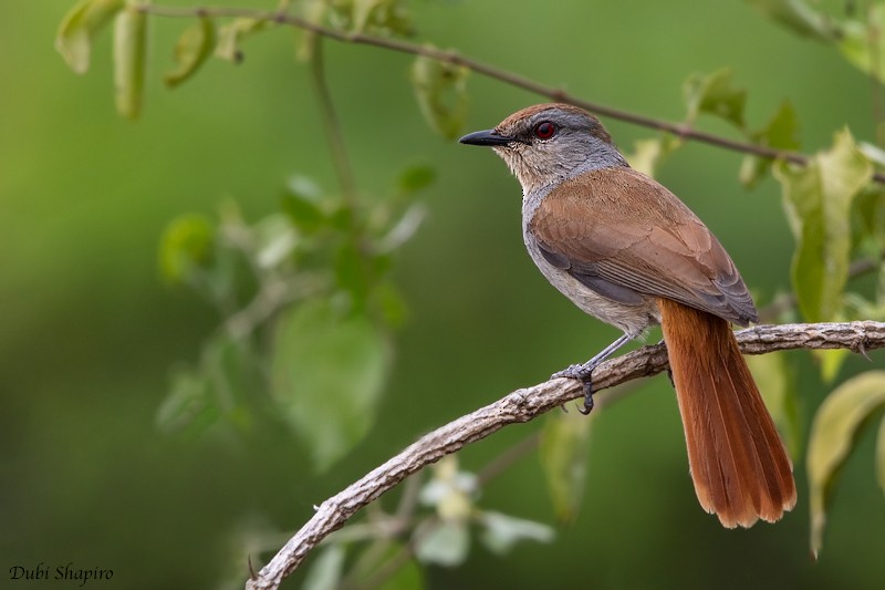 Rufous-tailed Palm-Thrush - ML205095221