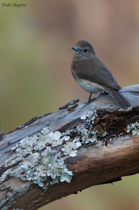 Kesmeli Drongo Sinekkapanı - ML205095231