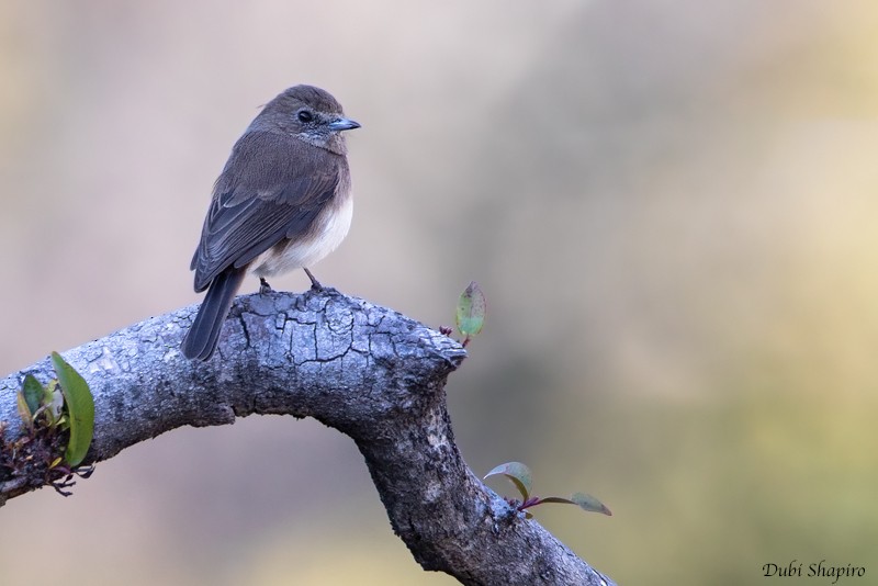 Kesmeli Drongo Sinekkapanı - ML205095241