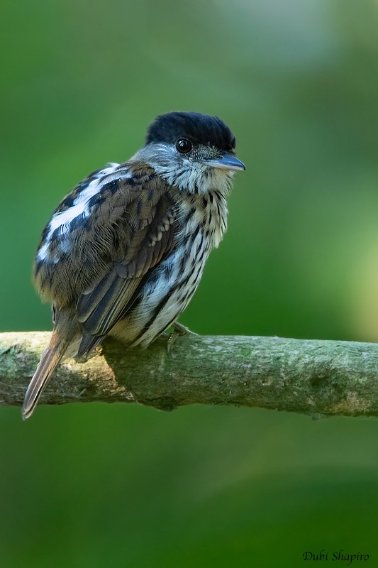 African Broadbill - Dubi Shapiro