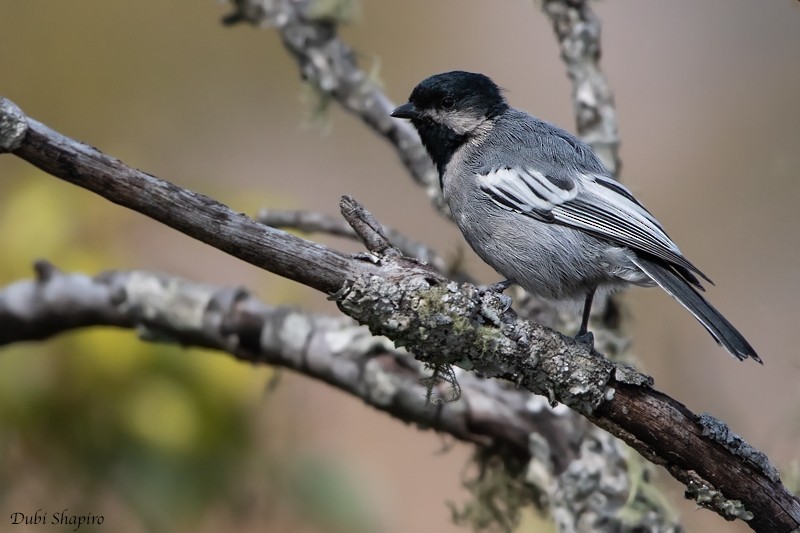 Mésange à ventre gris - ML205095291