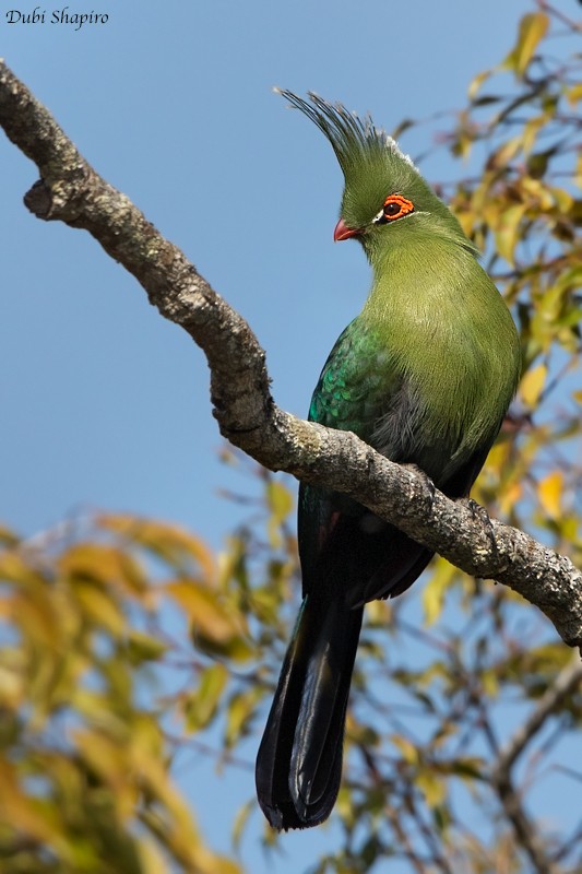 Schalow's Turaco - ML205095341