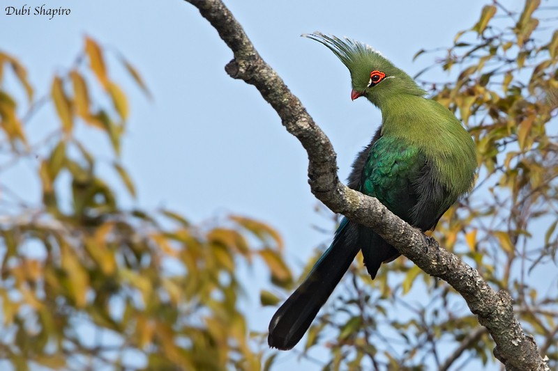 Schalow's Turaco - ML205095351