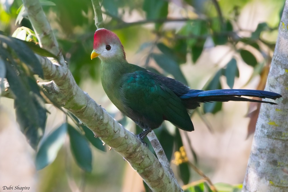 Red-crested Turaco - Dubi Shapiro