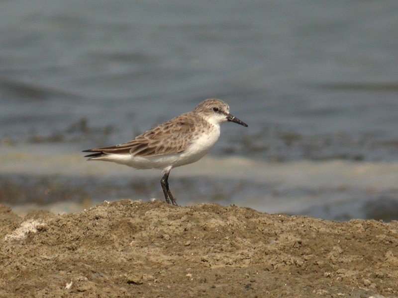 Red-necked Stint - ML205095551