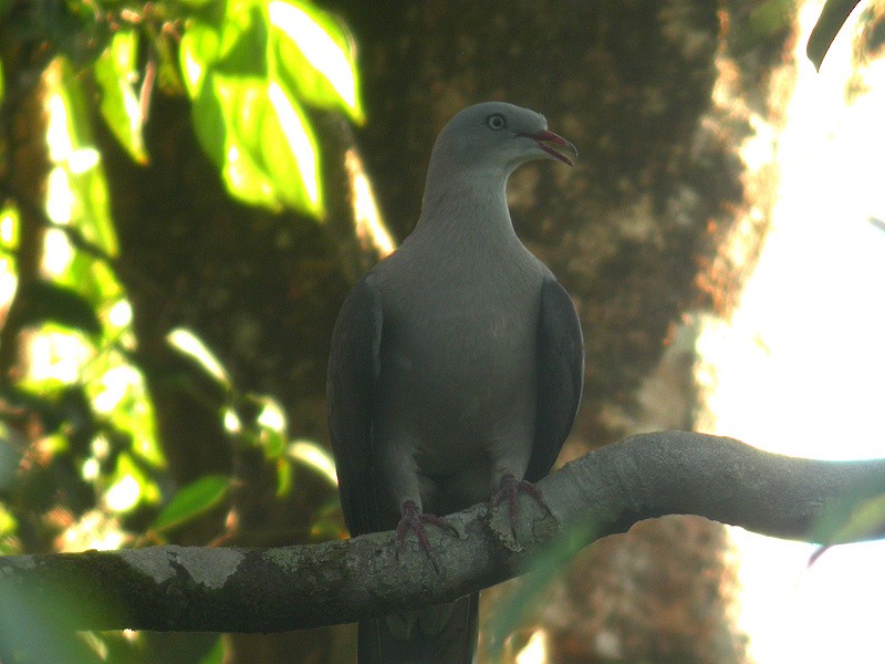 Mountain Imperial-Pigeon - ML205095561
