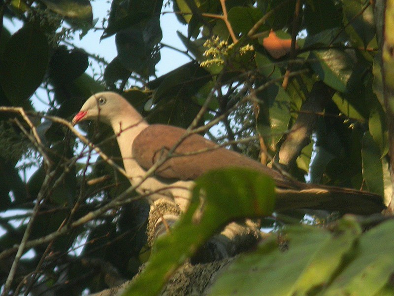 Mountain Imperial-Pigeon - ML205095571