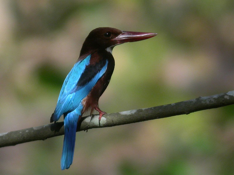 蒼翡翠 - ML205095681