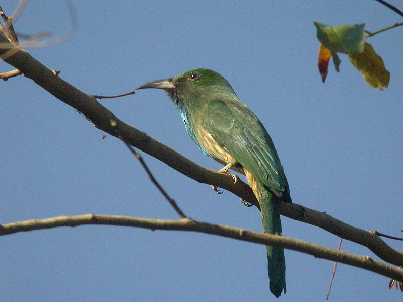 Blue-bearded Bee-eater - ML205095741