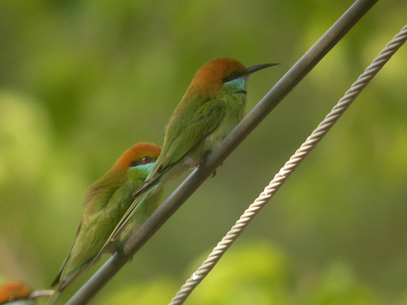 Abejaruco Esmeralda Oriental - ML205095761