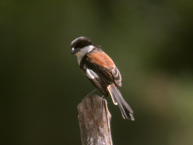 Schachwürger (tricolor/longicaudatus) - ML205095881