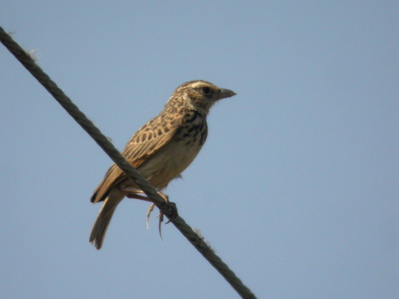 Indochinese Bushlark - ML205095971