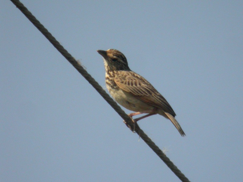 Indochinese Bushlark - ML205095981