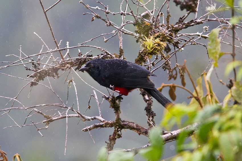 Red-bellied Grackle - ML205096391