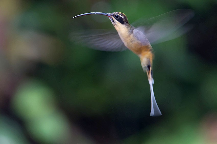 Orangebauch-Schattenkolibri - ML205096401