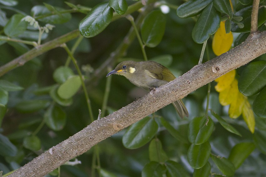 Mimic Honeyeater - Niels Poul Dreyer