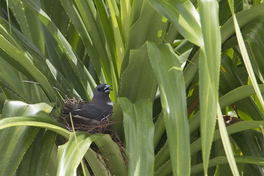 White-breasted Woodswallow - ML205096541