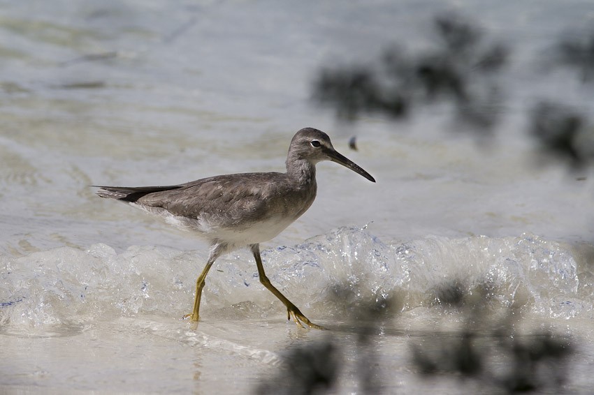 Gray-tailed Tattler - ML205096551