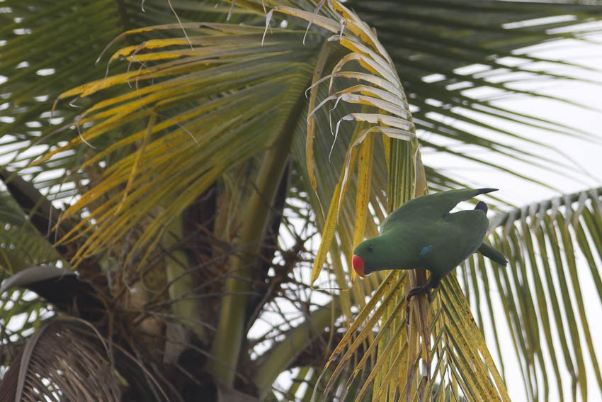 Papuan Eclectus - ML205096561