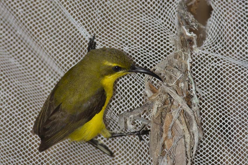 Sahul Sunbird - ML205096571